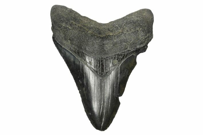 Serrated, Fossil Megalodon Tooth - South Carolina #170348